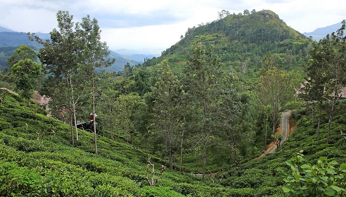 جاهای دیدنی الا سریلانکا