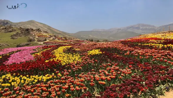 روستای کندر، بزرگترین مزرعه لاله ایران