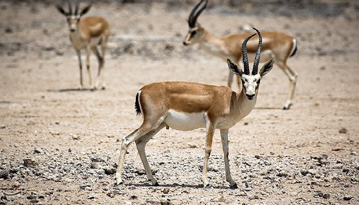 دشت آهوان هرمز