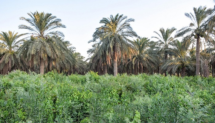 روستای غزاویه بزرگ از جاهای دیدنی اهواز و اطراف