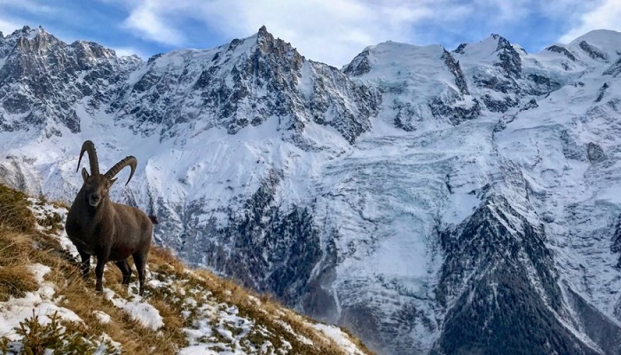 جانوران کوه های آلپ