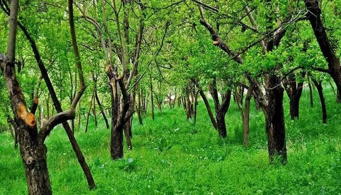 ییلاق عنبران از مکان های دیدنی در مشهد