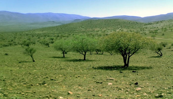 جنگل بناب ارسنجان شیراز
