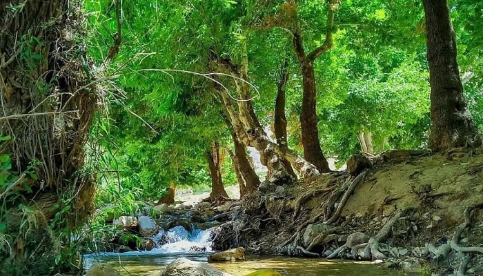 طبیعت بیضا شیراز