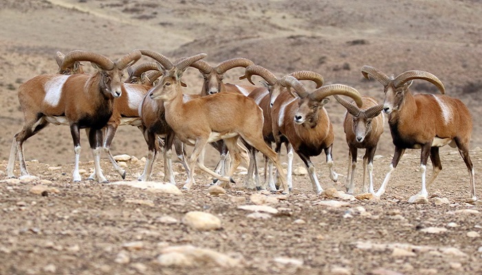 پارک ملی بمو شیراز
