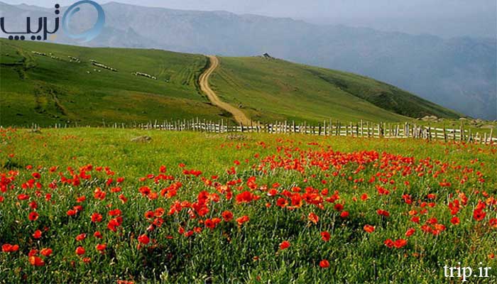 چمنزار بیده پشت سوباتان تالش