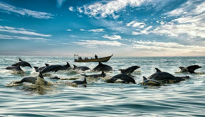خلیج دلفین ها از جاهای دیدنی هنگام