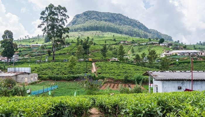 شهر نوارا الیا در سریلانکا