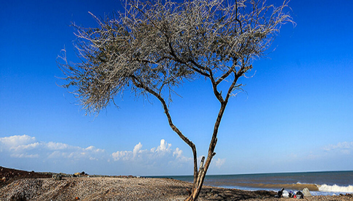 ساحل تک درخت هرمز