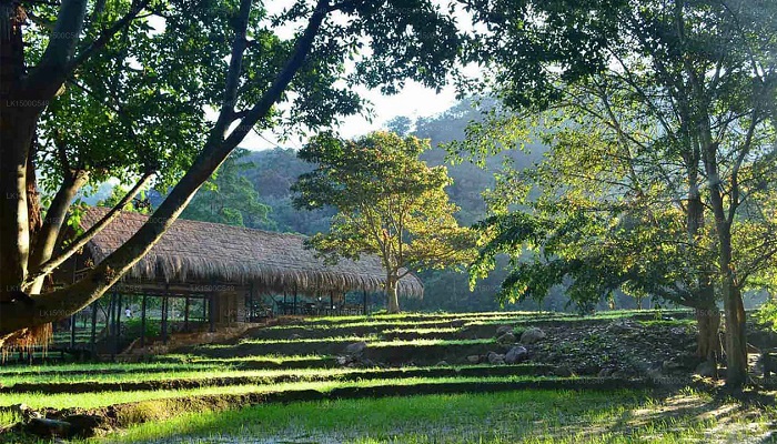 جنگلهای اطراف الا سریلانکا