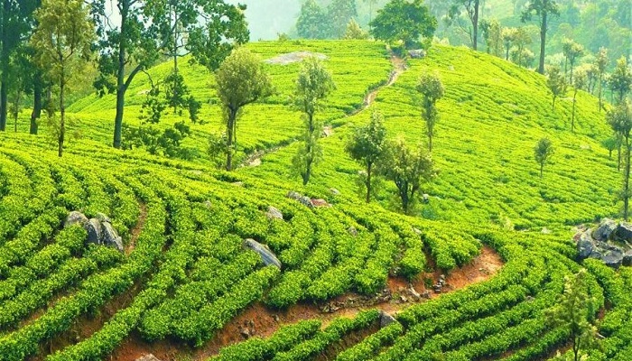 مزارع چای الا سریلانکا