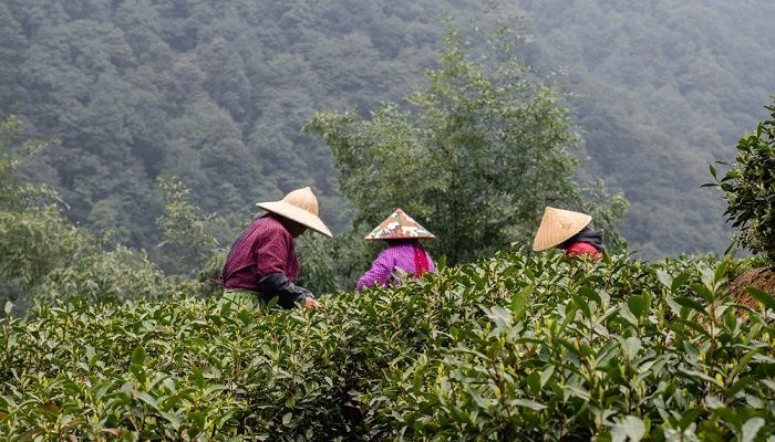 مزارع چای لانگ جینگ از جاهای دیدنی هانگژو چین