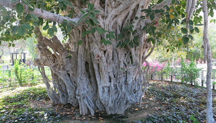 درخت سبز کیش