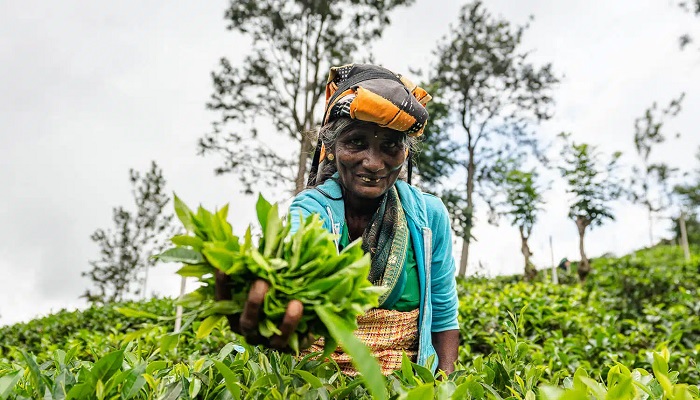 مزارع چای هالپه سریلانکا