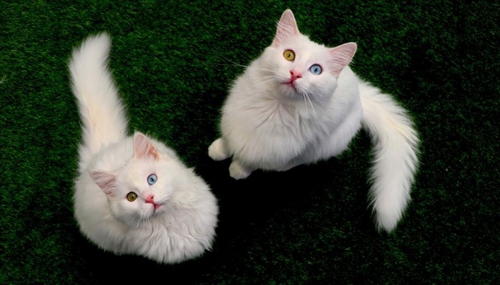 خانه گربههای وان ترکیه