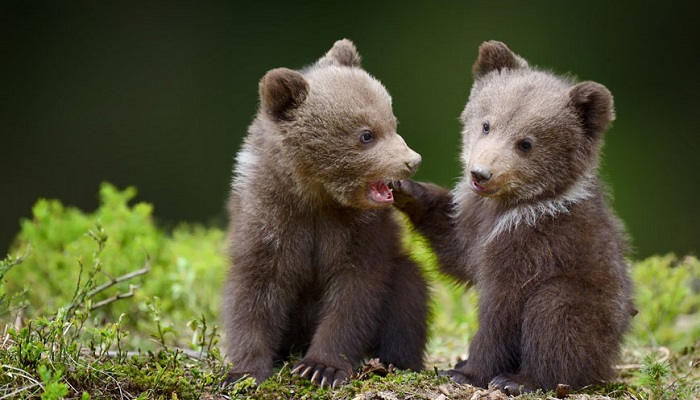 مرکز نجات خرس و فیل آگرا